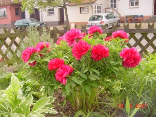 Bauerngarten mit roter Pfingstrose